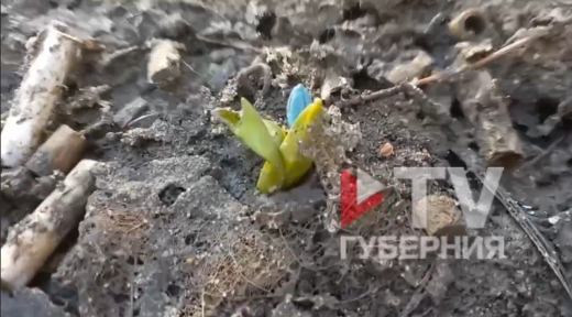 В Воронеже сняли на видео первые подснежники