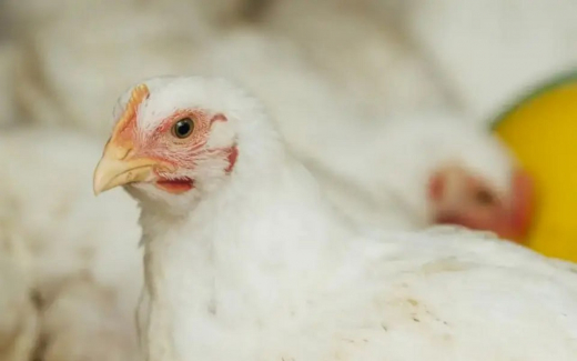 «Росхим» требует 63 млн рублей с «Токаревской птицефабрики» в Тамбовской области