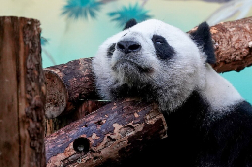 Панда Катюша из Московского зоопарка порадовалась апрельскому снегу