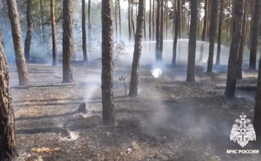 Более тысячи ландшафтных пожаров потушили в Воронежской области с начала года
