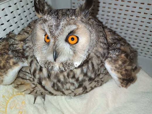 Раненая сова рухнула в сквере в центре Воронежа