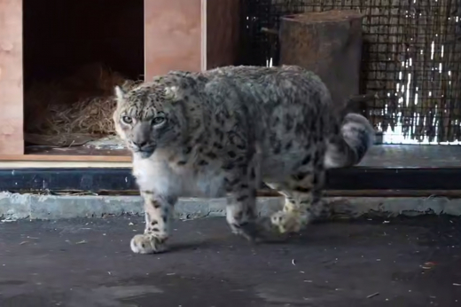 В московском зоопарке впервые взяли кровь у снежного барса без анестезии