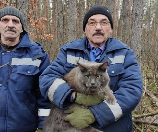 Воронежцы спасли кота, застрявшего высоко на дереве