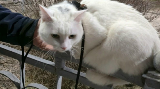 Сбежавшего с поезда белого кота ищут под Воронежем