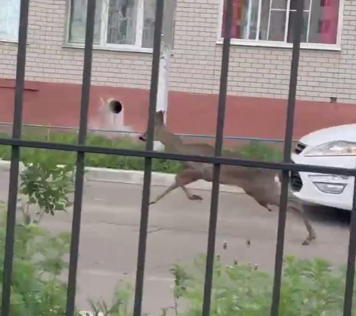 Две косули устроили забег по воронежскому жилкомплексу