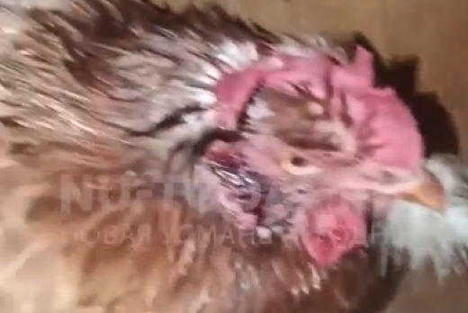 Голодная стая растерзала 20 кур в селе под Воронежем