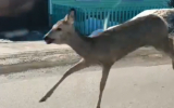 Бегающую по дорогам Борисоглебска косулю сняли на видео