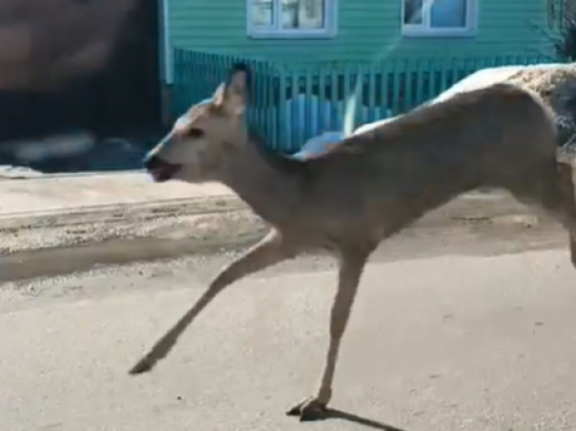 Бегающую по дорогам Борисоглебска косулю сняли на видео