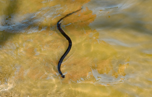 На велотрассе «Вело1» в Подмосковье заметили огромное количество змей