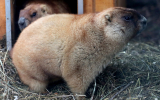 В Московском зоопарке проснулись степные сурки