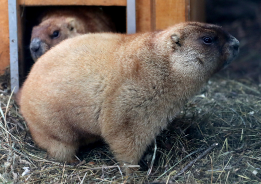 В Московском зоопарке проснулись степные сурки