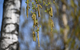 Биолог Ефимов: В Москве начала цвести береза