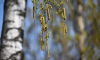 Биолог Ефимов: В Москве начала цвести береза