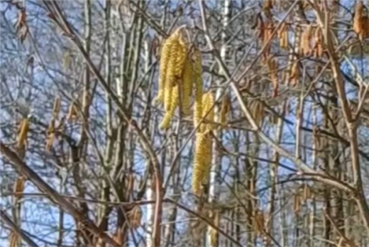 В Москве и Подмосковье начался сезон цветения орешника