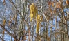 В Москве и Подмосковье начался сезон цветения орешника