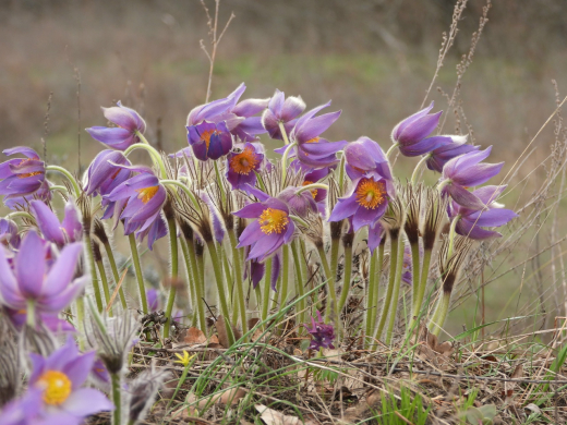 В Хоперском заповеднике в Воронежской области расцвела краснокнижная сон-трава