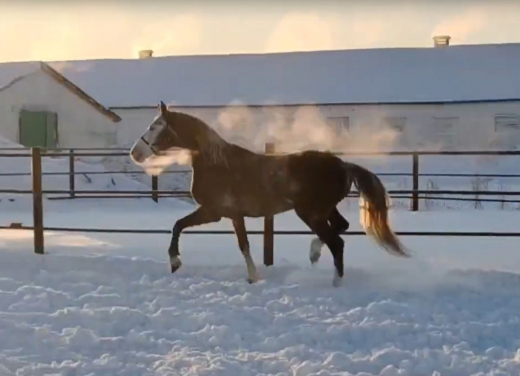 Воронежская трудинспекция установила виновных в тяжелой травме работницы конезавода