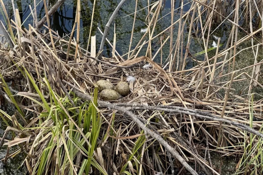 Чайки в «Лосином острове» готовятся выводить птенцов