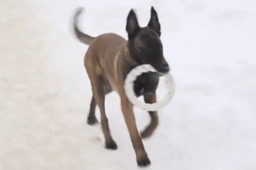 В Раменском жительница обучила собаку навыкам сортировки мусора