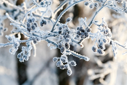 Гидрометцентр: В московском регионе на следующей неделе возможны осадки в виде снега