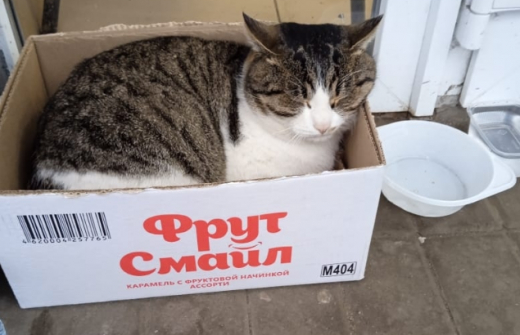 Кота в коробке подкинули на порог поликлиники в Воронеже