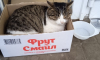 Кота в коробке подкинули на порог поликлиники в Воронеже