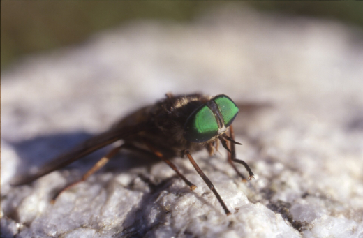 SHOT: В Центральной России кровожадные слепни появились раньше обычного