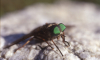 SHOT: В Центральной России кровожадные слепни появились раньше обычного