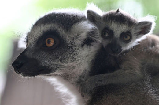 Два кошачьих лемура и два кудрявых пеликана родились весной в Московском зоопарке