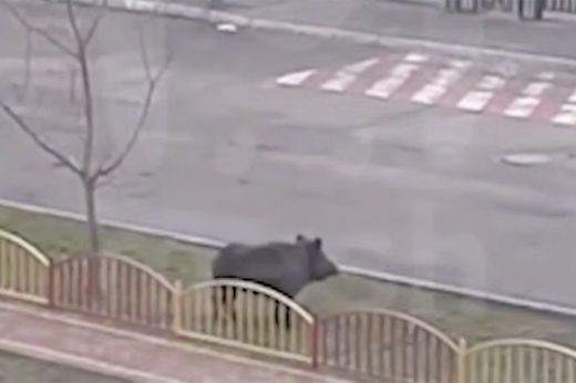 Кабан из Дубовой Рощи распугал школьников и их родителей