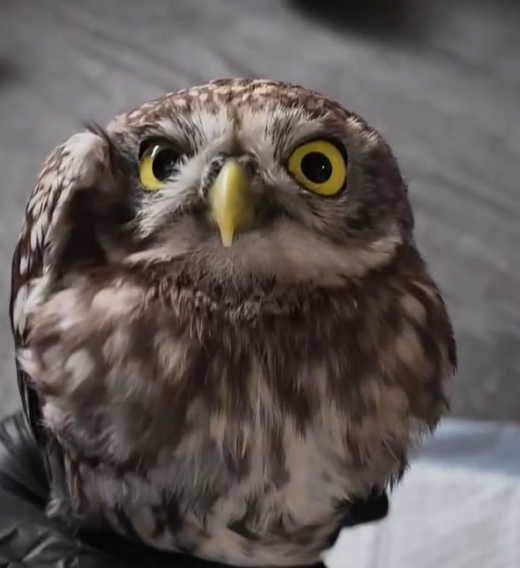 Неравнодушные воронежцы вытащили сыча из клеевой ловушки