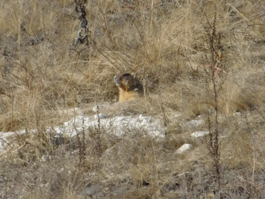 Дивные зверьки вышли из спячки в воронежском «Дивногорье»