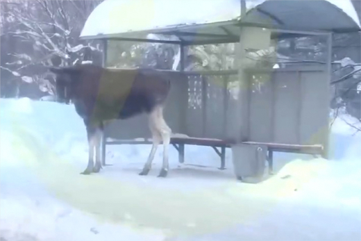 Лося заметили на автобусной остановке в Подмосковье