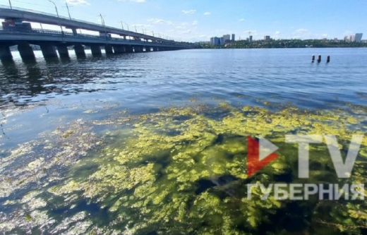 Воронежское водохранилище «зацвело» раньше обычного