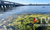 Воронежское водохранилище «зацвело» раньше обычного