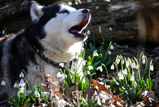Ветеринар Федорова посоветовала москвичам начинать обработку питомцев от клещей