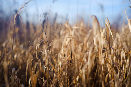 Снег спас от морозов: воронежские учёные рассказали о состоянии озимых