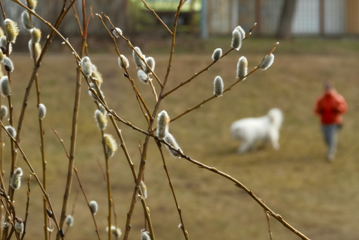 В Солнечногорске верба зацвела в середине марта
