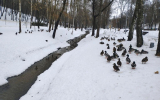 Число уток, зимующих в Центральном парке Воронежа, достигло полутысячи