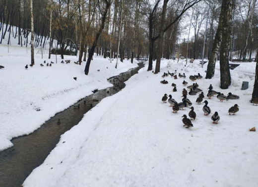 Число уток, зимующих в Центральном парке Воронежа, достигло полутысячи
