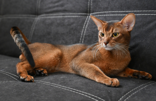 РИА Новости: В Москве ищут невесту самому красивому коту в мире