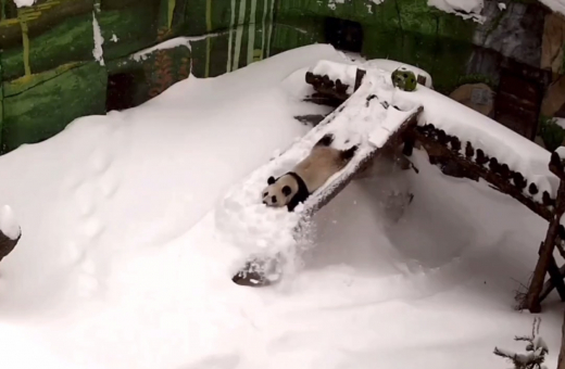 Панда Катюша из Московского зоопарка порадовалась снегу