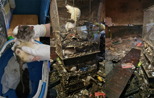 «Фекалии, мусор и мумифицированные трупы»: в квартире в Воронеже нашли сотню истерзанных декоративных крыс