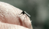 Shot: Нашествие комаров ждет россиян этой весной