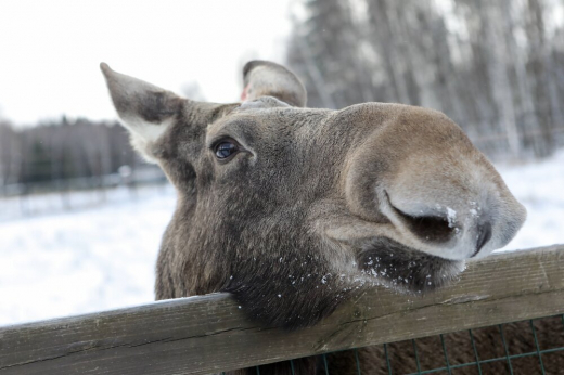 Два лося забрели на стройку в Москве, их вернули на территорию Лосиного острова