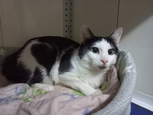 Коту Ною, три недели выживавшему в квартире с мёртвой хозяйкой, ищут новый дом в Воронеже