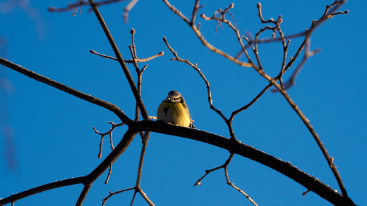 Синоптики рассказали, что в Москве по ночам ожидаются заморозки