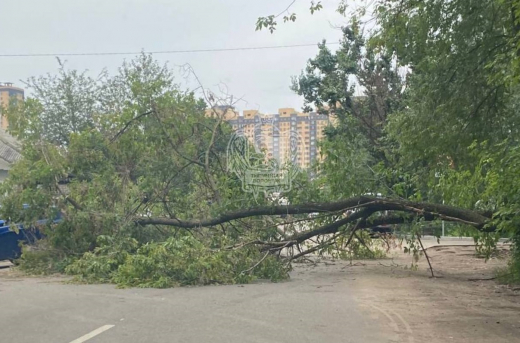 Дерево полностью перегородило улицу в Воронеже