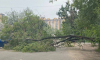 Дерево полностью перегородило улицу в Воронеже