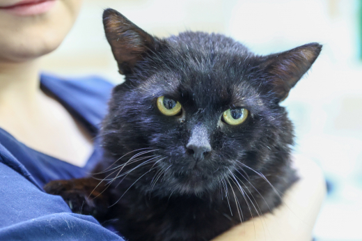 Mos.ru: В Москве появились кошки Полночь, Носок и Мякоть